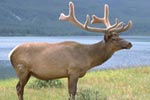 bull elk