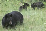 black bear