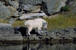 mountain goat