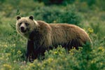 grizzly bear