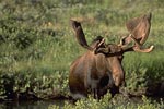 bull moose
