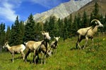 mountain sheep