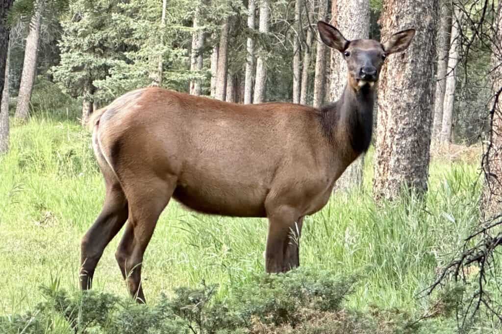 An adult elk in trees often found near the quarry lake loop canmore alberta