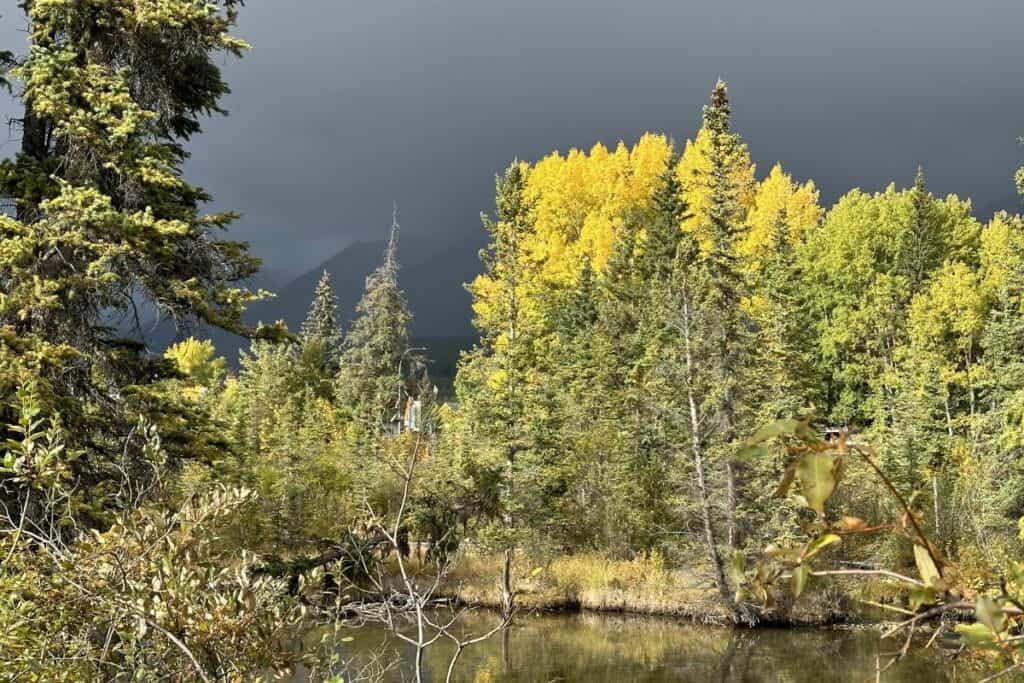 The creek and fall trees with stormy skies behind on policeman's creek trail canmore alberta