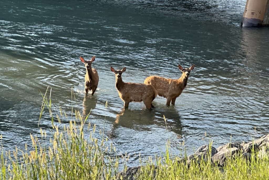 Three young elk still with their white spots in the bow river seen from the bow river loop trail canmore