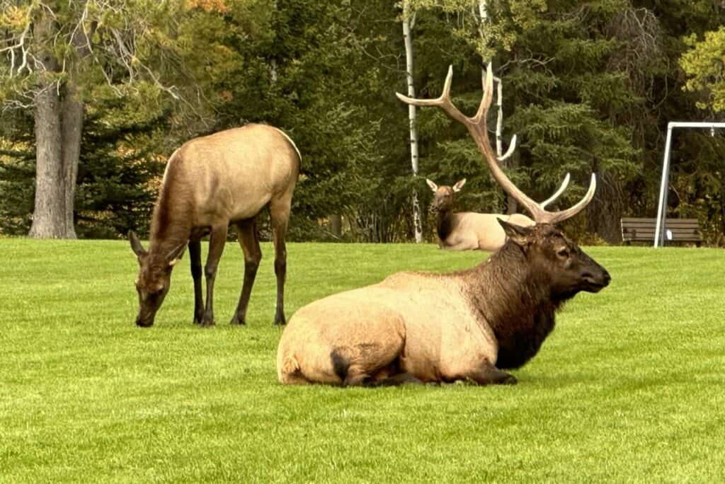 Large male elk at lions park elk living in canmore alberta