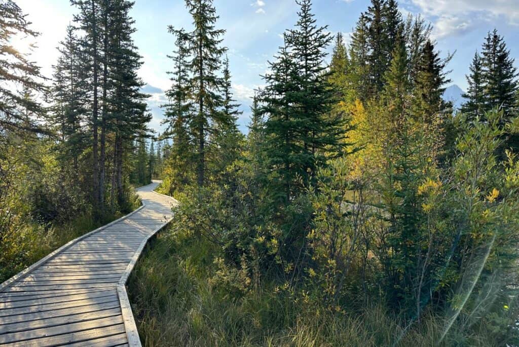 The boardwalk on a sunny summer's day on policeman's creek trail canmore alberta