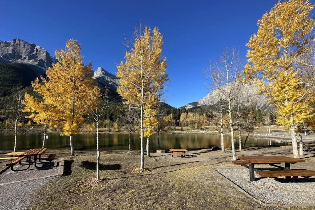 Quarry lake canmore picnic area in the fall with yellow trees and a bright blue sky