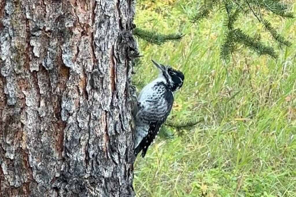 A woodpecker pecks at a tree trypical of quarry lake loop canmore