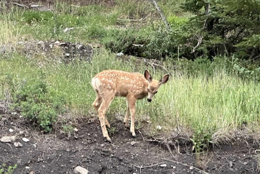 A young deer with white spots in the woods around quarry lake canmore alberta