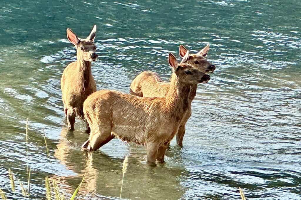 Three young elk with white spots in the bow river living in canmore alberta