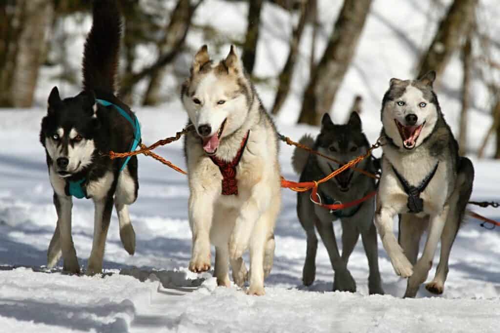 Dog sledding with huskies one of the things to do in canmore with kids in winter