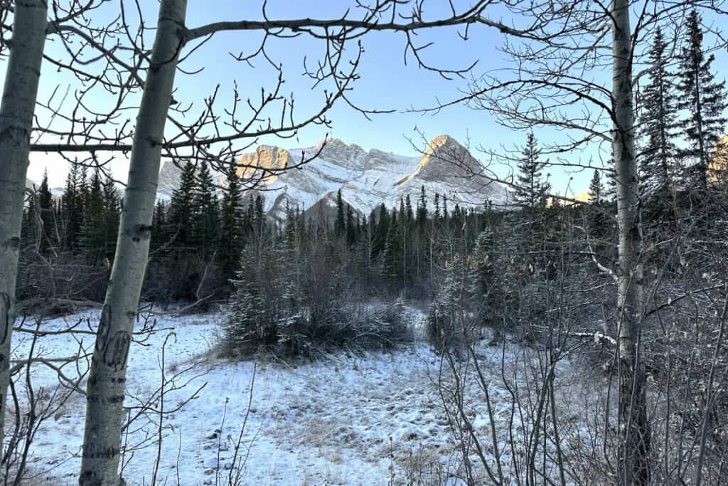 A view of a snowy ha ling peak from larch island interpetive trail canmore alberta